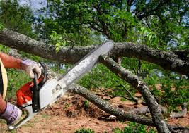 Best Utility Line Clearance  in Mcgraw, NY